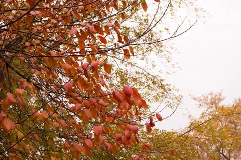Beautiful multi-colored trees and the background in the city autumn Park Fotos Stock