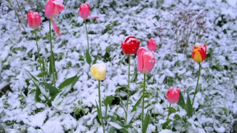 Beautiful multi-colored tulips tulips surprised with snow fall in April. Video stock 285325261