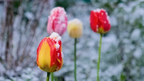 Beautiful multi-colored tulips tulips surprised with snow fall in April. Video stock 285325610