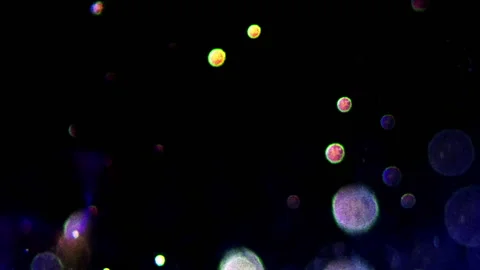 Beautiful multi-coloured circle particles over black background. Stock Footage 172428301