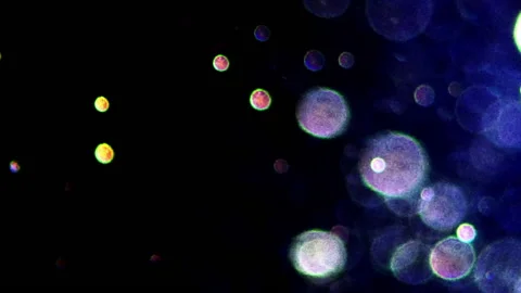 Beautiful multi-coloured circle particles over black background. Stock Footage 172428306