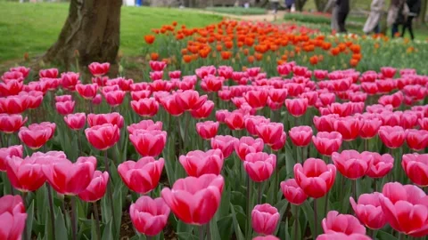 Beautiful multi coloured tulips in full bloom in a park, spring flower garden in Stock Footage 238432465
