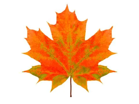 Beautiful multicolor maple leaf isolated on white background Stock Photos