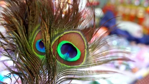 Beautiful Multicolor Peacock Feathers Stock Footage 136412294