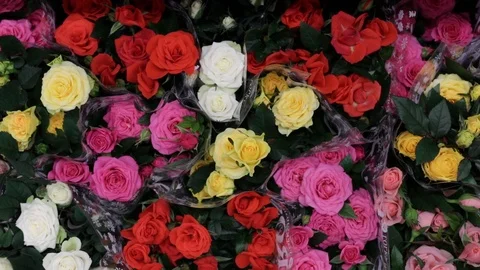  Beautiful multicolor roses Stock Footage 121108702