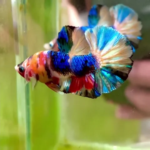 Beautiful multicolored betta fish Stock Footage 162526916