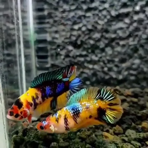 Beautiful multicolored betta fish Stock Footage 162526920