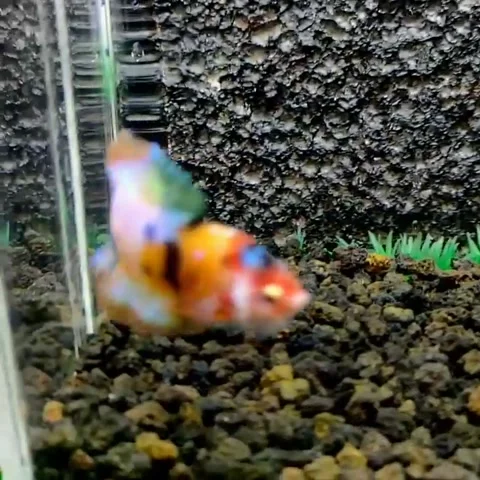 Beautiful multicolored betta fish Stock Footage 162526921
