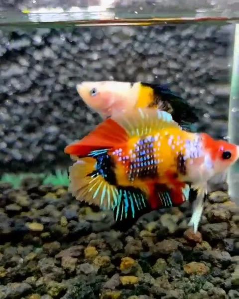 Beautiful multicolored betta fish Stock Footage 162526922