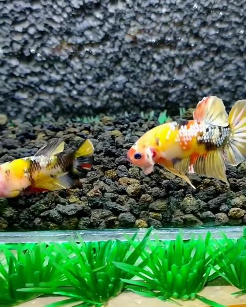 Beautiful multicolored betta fish Stock Footage 162526923