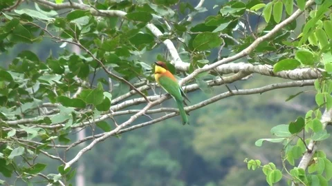 A beautiful multicolored Bird chestnut-headed bee-eater sits on a branch Video stock 103604688