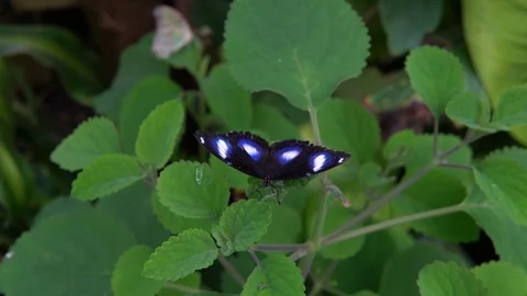 Beautiful  Multicolored Butterfly Stock Footage 89060357