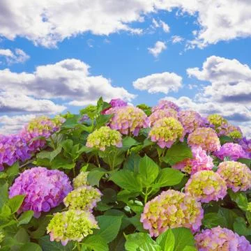 Beautiful multicolored flowers of hydrangea  (  Hydrangea macrophylla ) Stock Photos