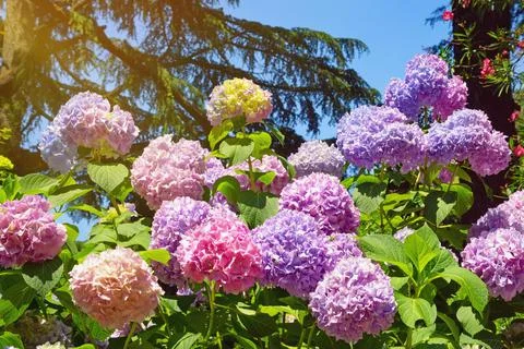 Beautiful multicolored flowers of hydrangea  (  Hydrangea macrophylla ) Foto stock