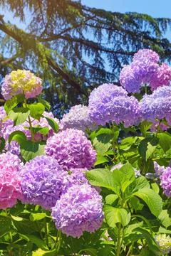 Beautiful multicolored flowers of hydrangea  (  Hydrangea macrophylla ) Stock Photos