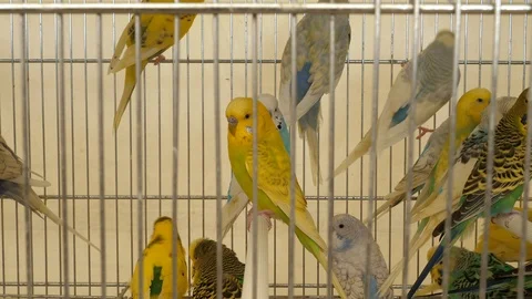 Beautiful multicolored parrots in cage Stock-Footage 88579788
