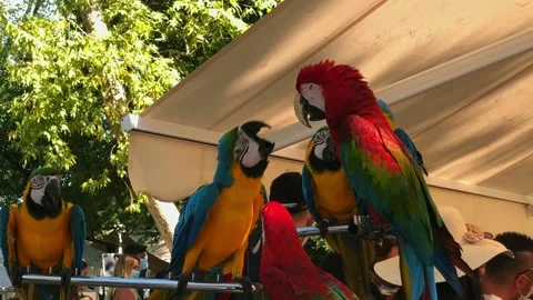 Beautiful multicolored parrots on a perch communicate. Stock Footage 205003410