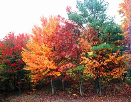 .Beautiful Multicolored Trees in the Fall of the Year Stock Photos