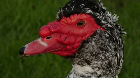 Beautiful muscovy duck face Stock Footage