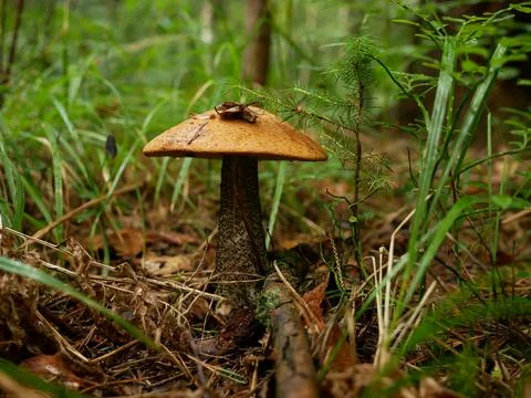 A beautiful mushroom on the edge of the forest. Stock Photos