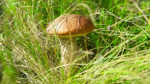 Beautiful mushroom in the forest Stock Footage 79844271