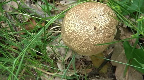 Beautiful Mushroom In The Grass 3 Video stock 7759853