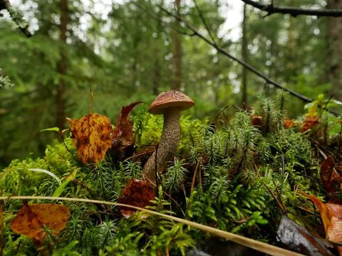 A beautiful mushroom on a thin leg in a clearing in the autumn forest. Stock Photos