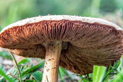 A beautiful mushroom with a white cap and pink reeds. Macro shot with central Foto stock
