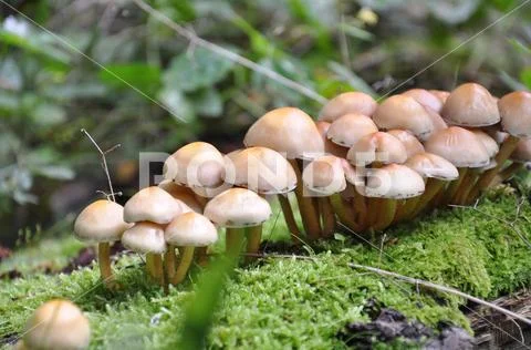 Beautiful mushrooms in the forest. Macro photography. Stock Photos