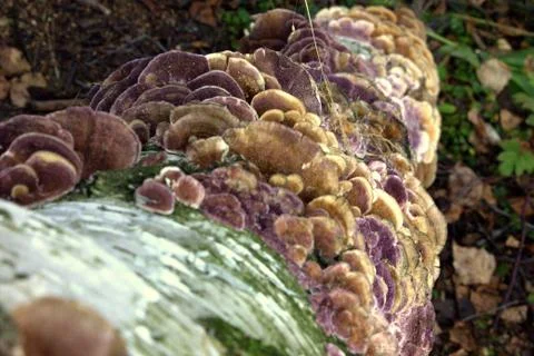 Beautiful mushrooms Stock Photos