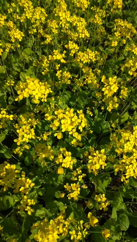 Beautiful mustard field Stock Footage 167439139