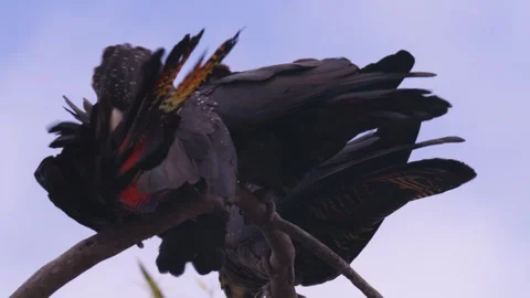Beautiful Native Australian Red-tailed Black Cockatoo Grooming feathers Stock Footage 285835769