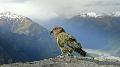 A beautiful Native Kea Bird standing on the mountain top with huge snowy Stock Footage 169286360