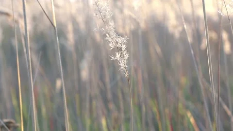 Beautiful natural background, boho style. Stock Footage 161023682