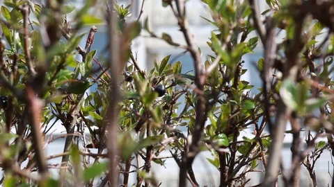 Beautiful natural background. The branches of the Bush swaying wind. The conc Stock Footage 112874789