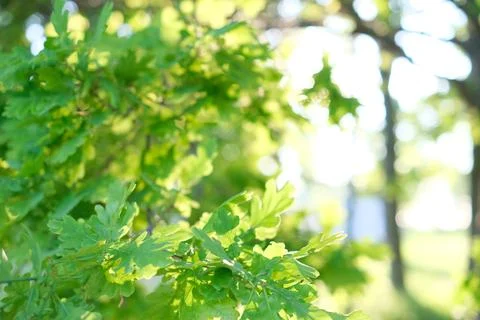 Beautiful natural background, close-up of tree branches against the background Stock Photos