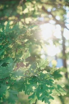 Beautiful natural background, close-up of tree branches against the background Stock Photos