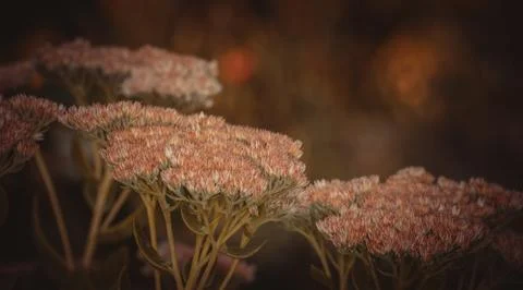 Beautiful natural background of flowers in light tinting Stock Photos