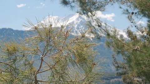 Beautiful natural background. Pine tree branches in focus and winter snowy Stock Footage 108006242
