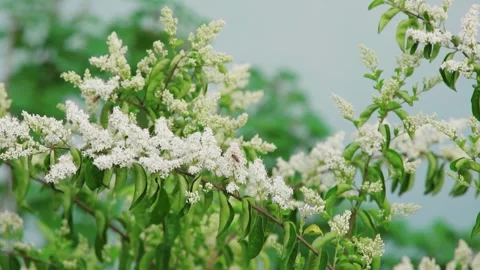 Beautiful Natural Close Up of Small White Flowers with Bees in Bloom Stock Footage 319613530