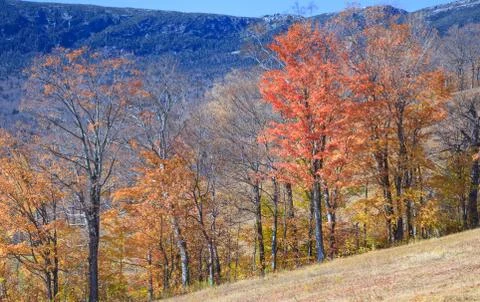 Beautiful Natural Forest Background in Fall Season. Landscape, Nature, Touris Stock Photos