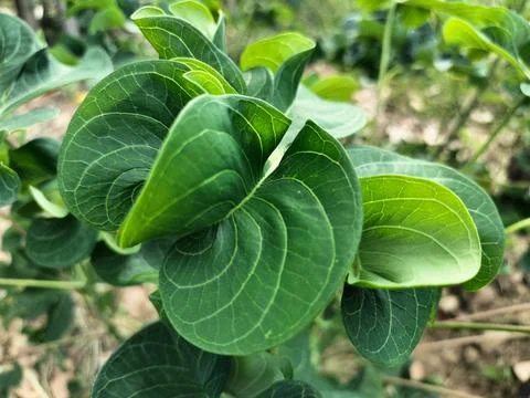 Beautiful natural green leaf pattern plants growing leaves background Stock Photos