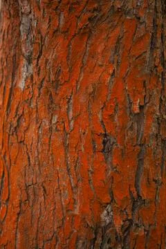Beautiful natural pattern of tree bark for background image Stock Photos