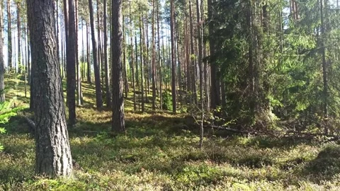 Beautiful natural pine forest landscape at sunny day Stock Footage 321405307