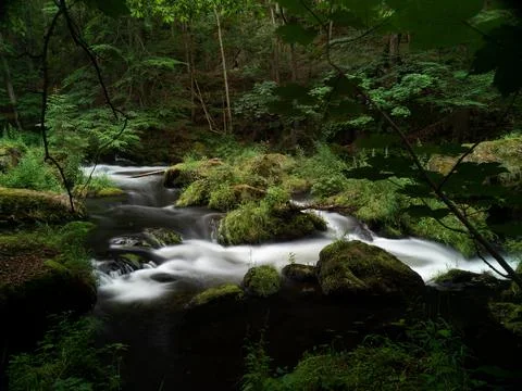 Beautiful natural river stream motion water in the forest with moss rocks trees Stock Photos
