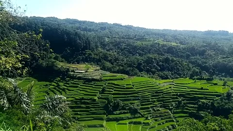 Beautiful natural scenery, rice fields, mountains from the top of the hill Stock Footage 281830056