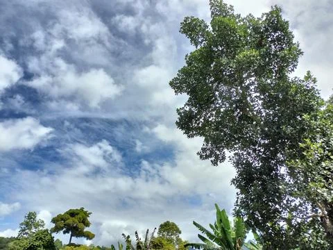 Beautiful natural sky tree pattern, bottom-up view of green tree leaves Stock Photos