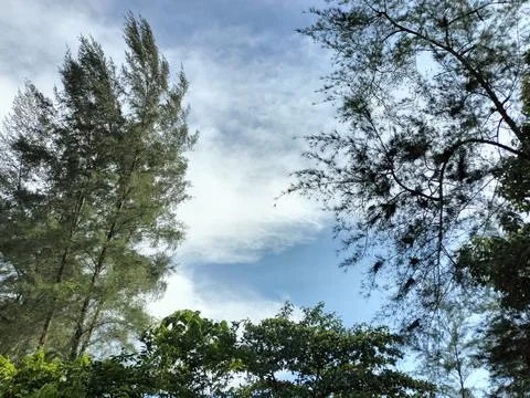 Beautiful natural sky tree pattern, bottom-up view of green tree leaves Stock Photos