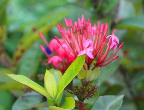 Beautiful natural spring flowers Stock Photos