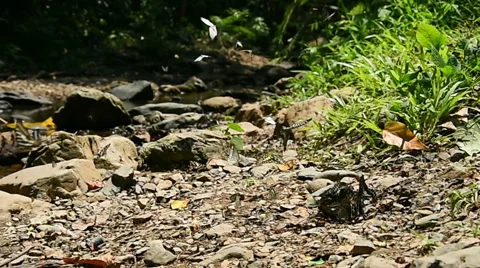 Beautiful natural stream in the forest Stock Footage 49438072